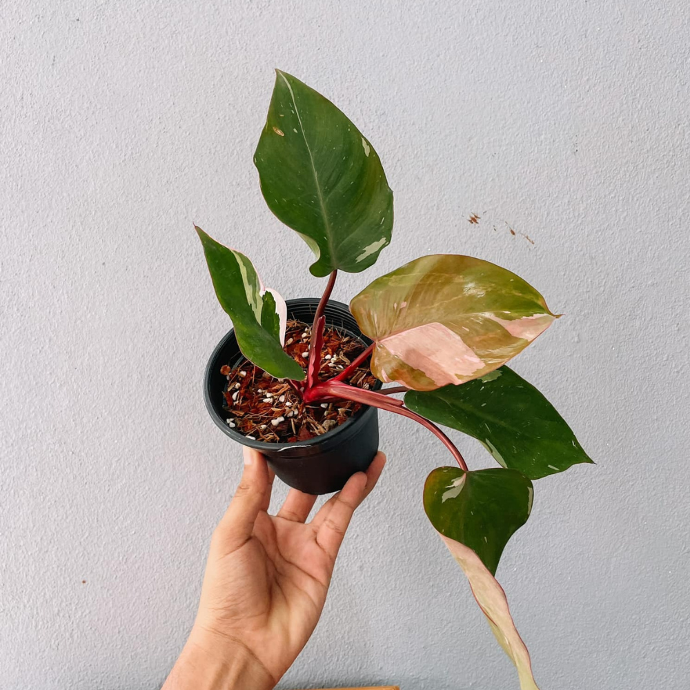 Pink Princess Philodendron Plant