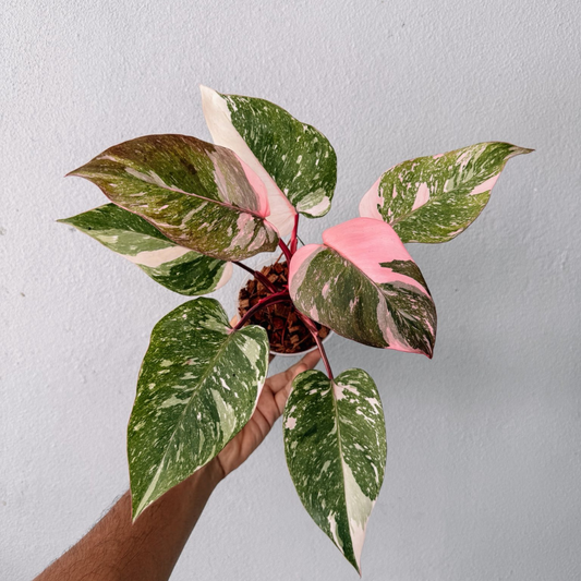 Philodendron Galaxy Marble Pink Princess Variegated