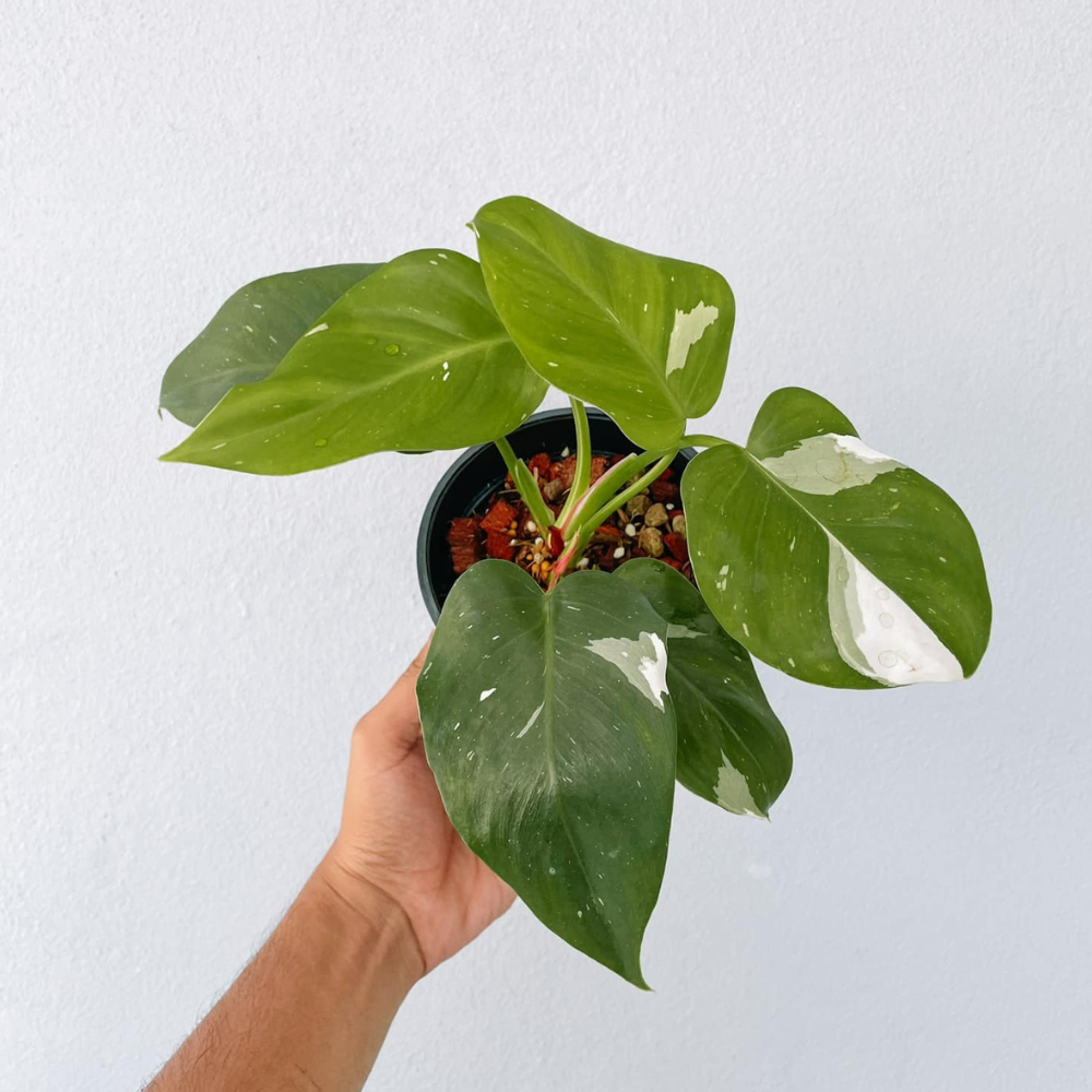 Philodendron White Princess Plant