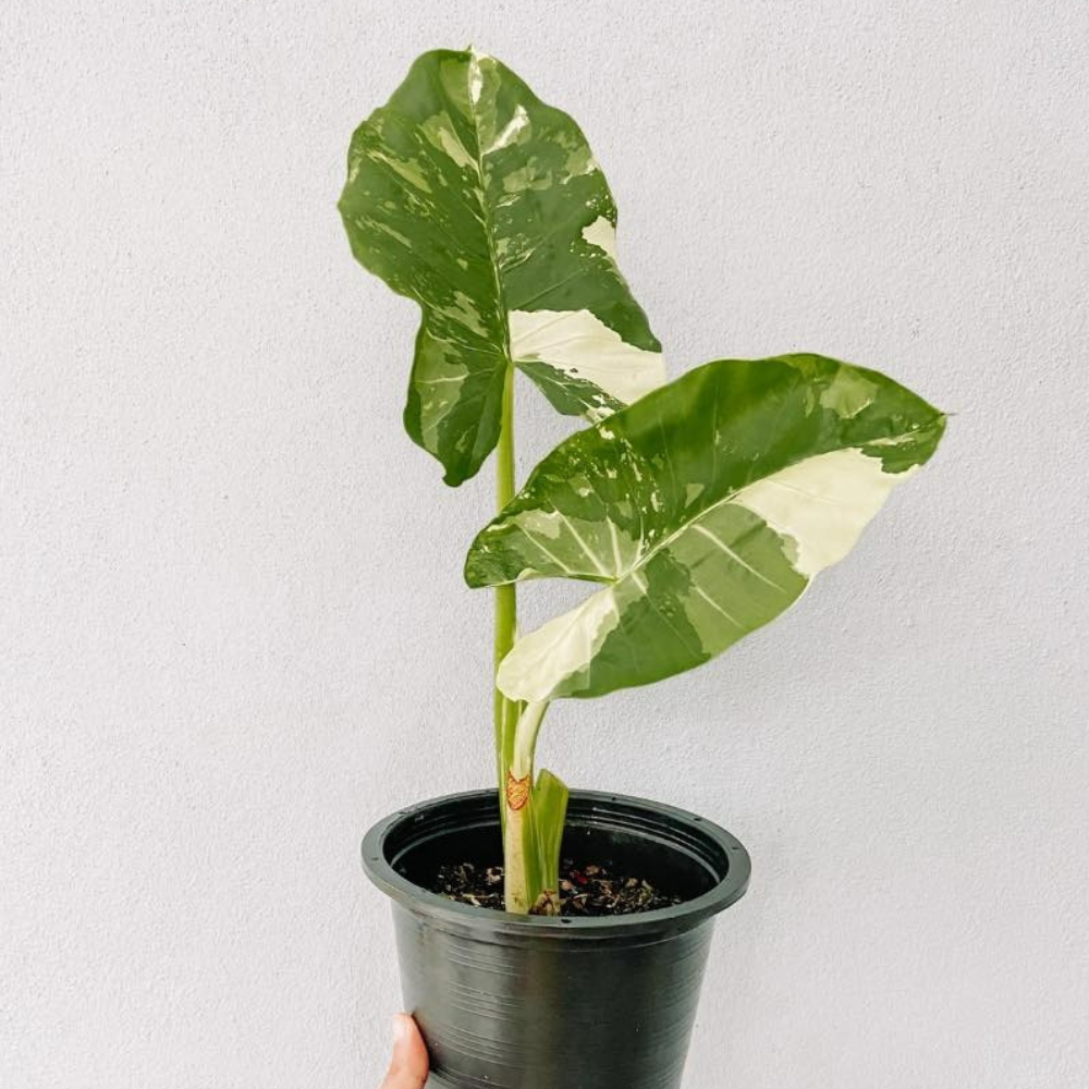Alocasia Macrorrhiza Albo Variegated Plant