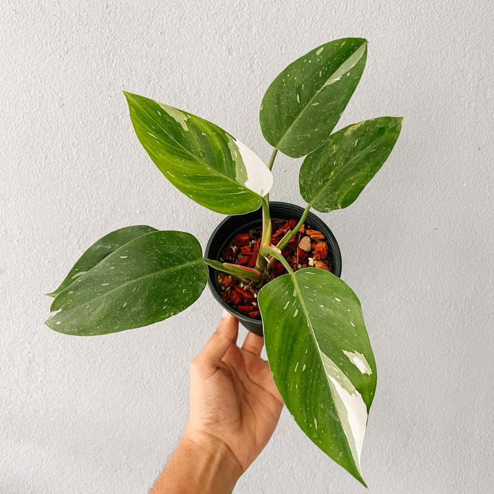Philodendron White Princess Plant