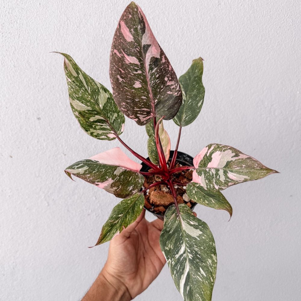 Philodendron Galaxy Marble Pink Princess Variegated