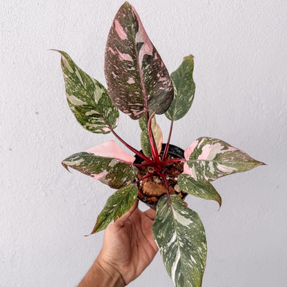 Philodendron Galaxy Marble Pink Princess Variegated