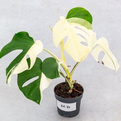 Monstera Half Moon Plant Part 2