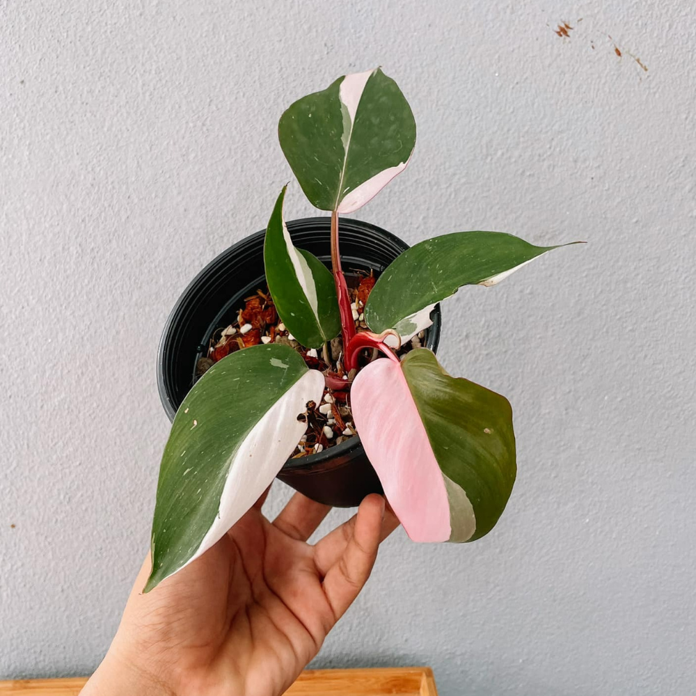 Pink Princess Philodendron Plant