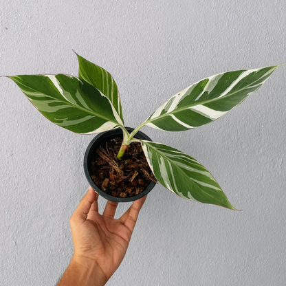 Musa Banana and Nano Banana Plant