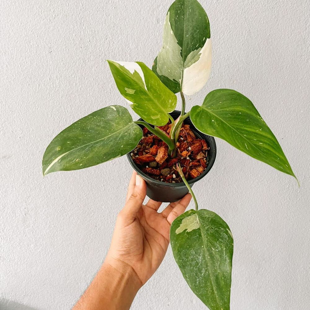 Philodendron White Princess Plant