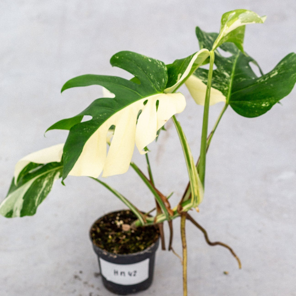 Monstera Half Moon Plant Part 2