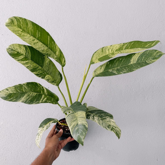 Epipremnum gigantuem white variegated