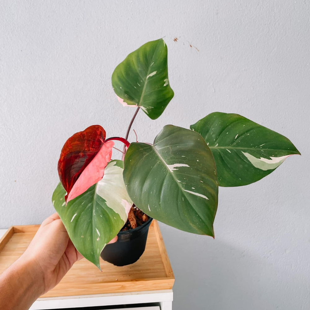 Pink Princess Philodendron Plant