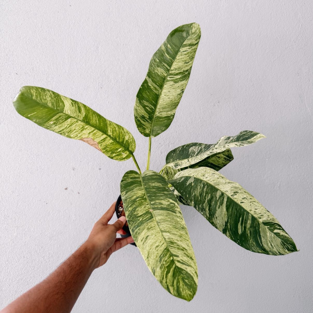 Epipremnum gigantuem white variegated