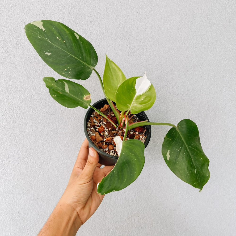 Philodendron White Princess Plant