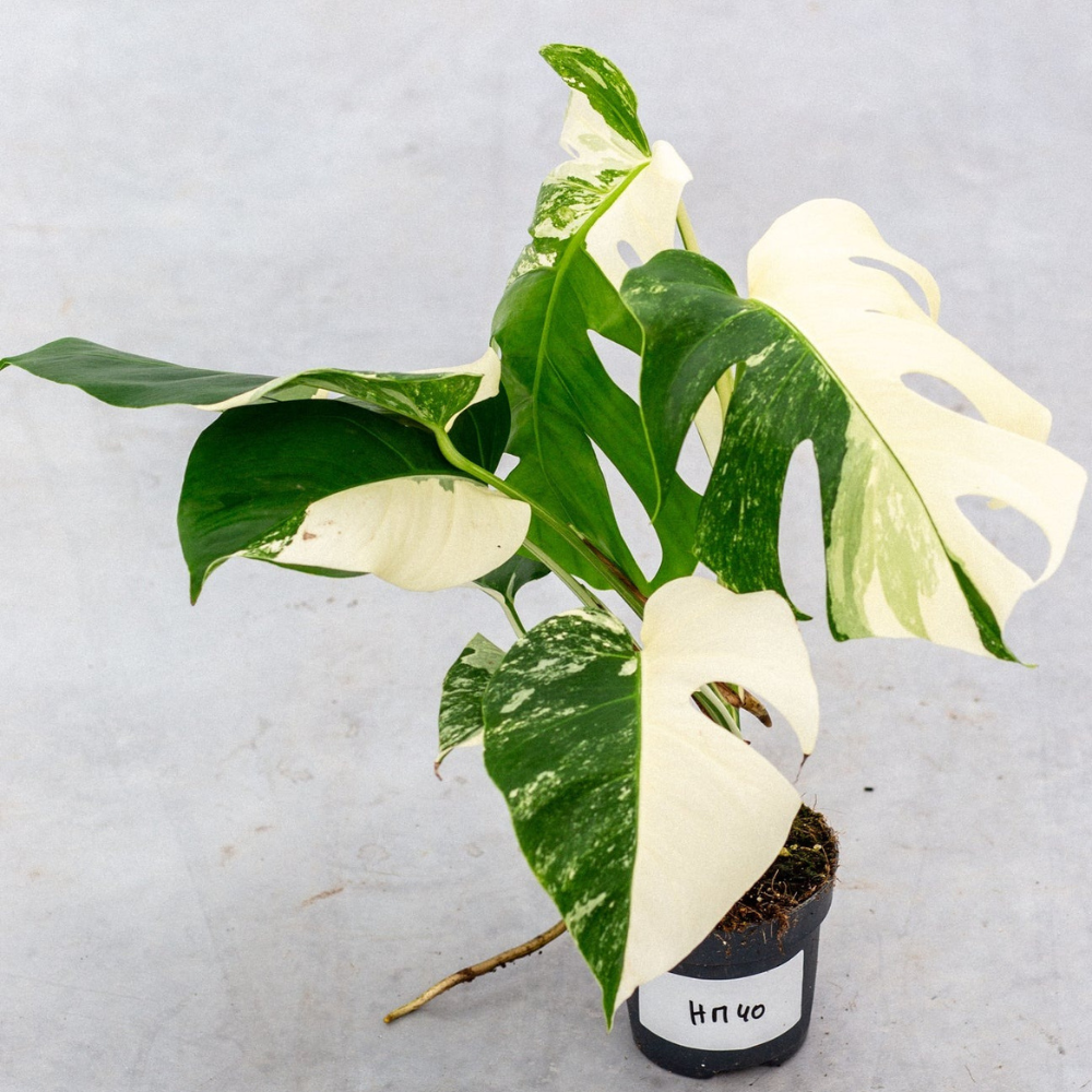 Monstera Half Moon Plant Part 2