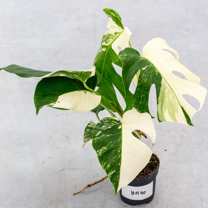 Monstera Half Moon Plant Part 2