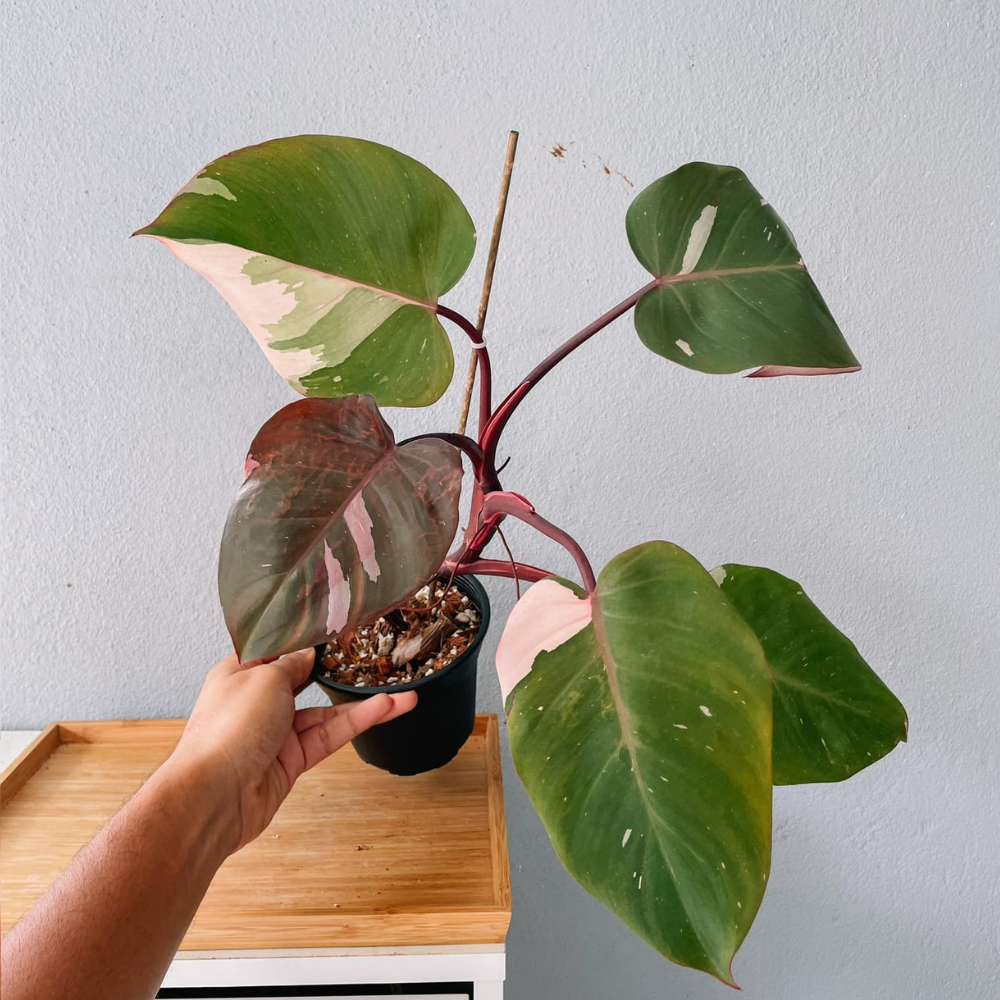 Pink Princess Philodendron Plant
