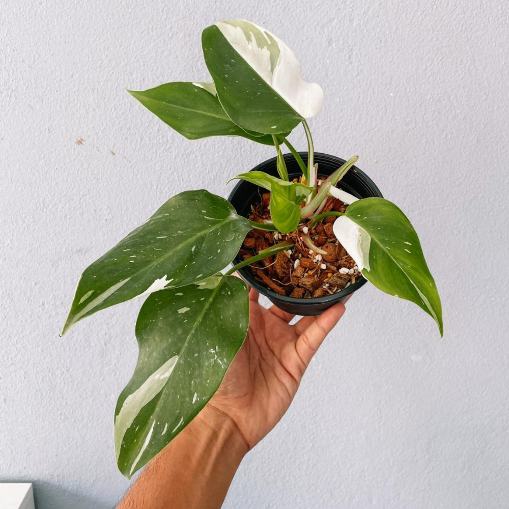 Philodendron White Princess Plant