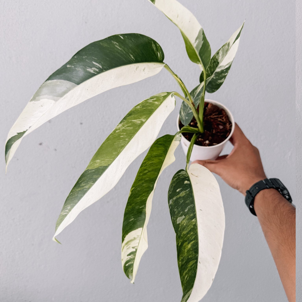 Epipremnum gigantuem white variegated