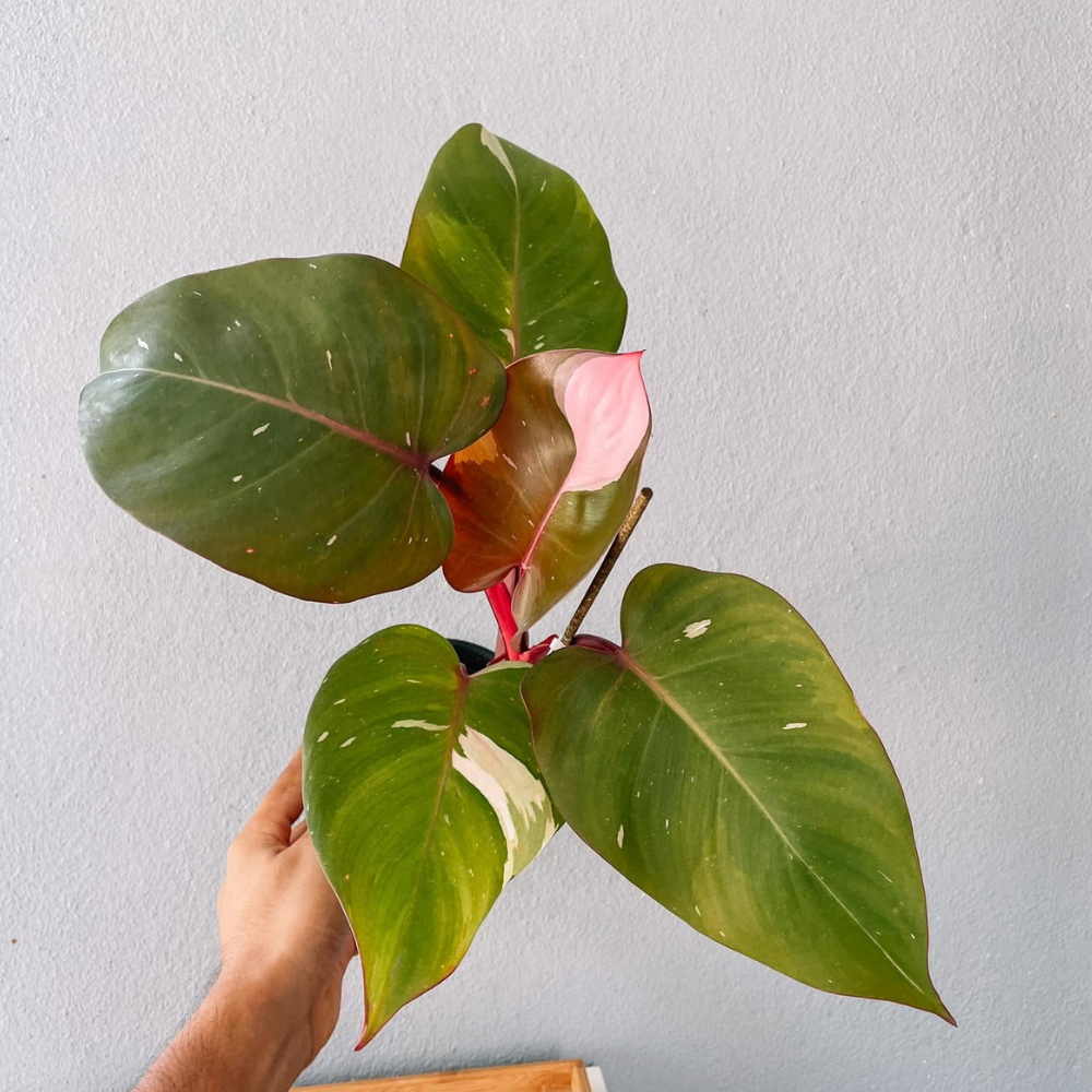 Pink Princess Philodendron Plant