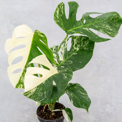 Monstera Half Moon Plant Part 2