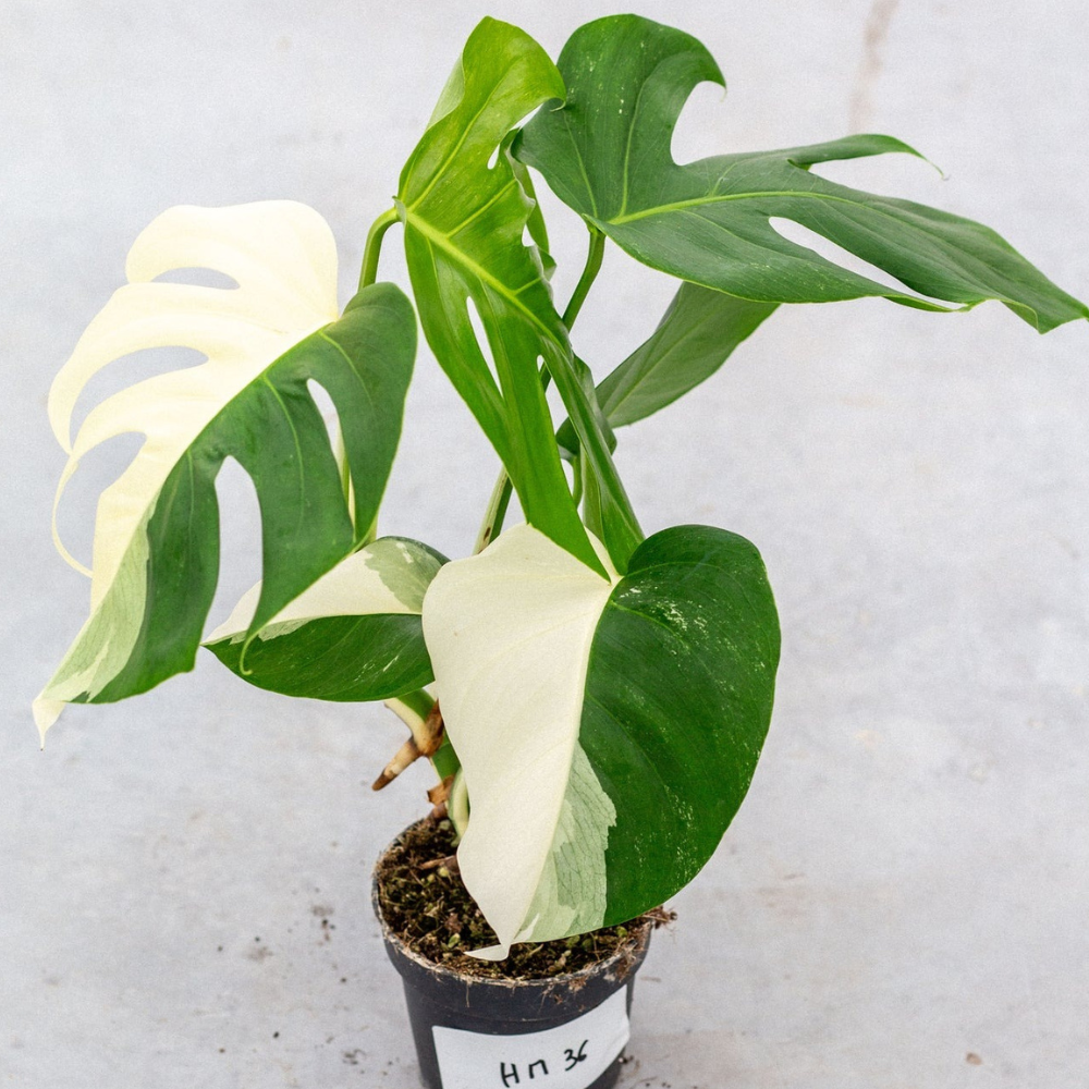 Monstera Half Moon Plant Part 2