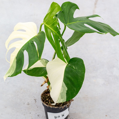 Monstera Half Moon Plant Part 2