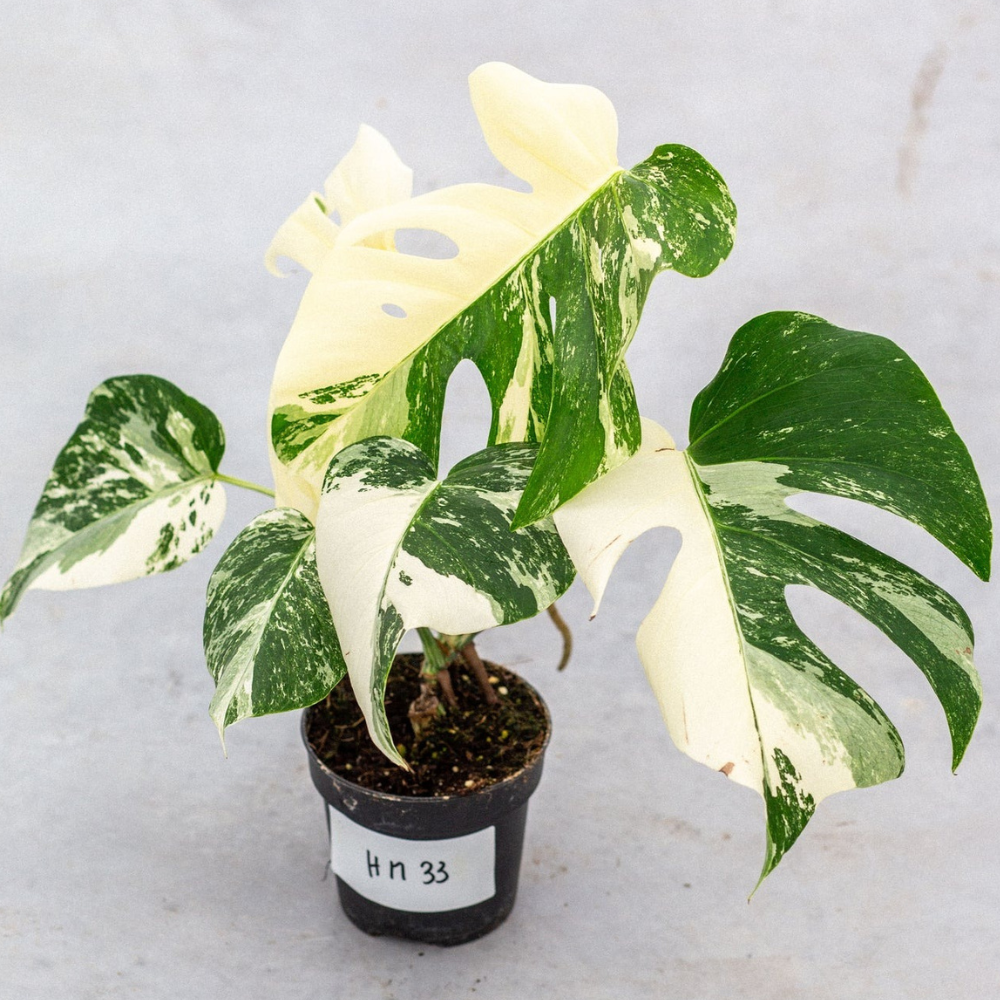 Monstera Half Moon Plant Part 2