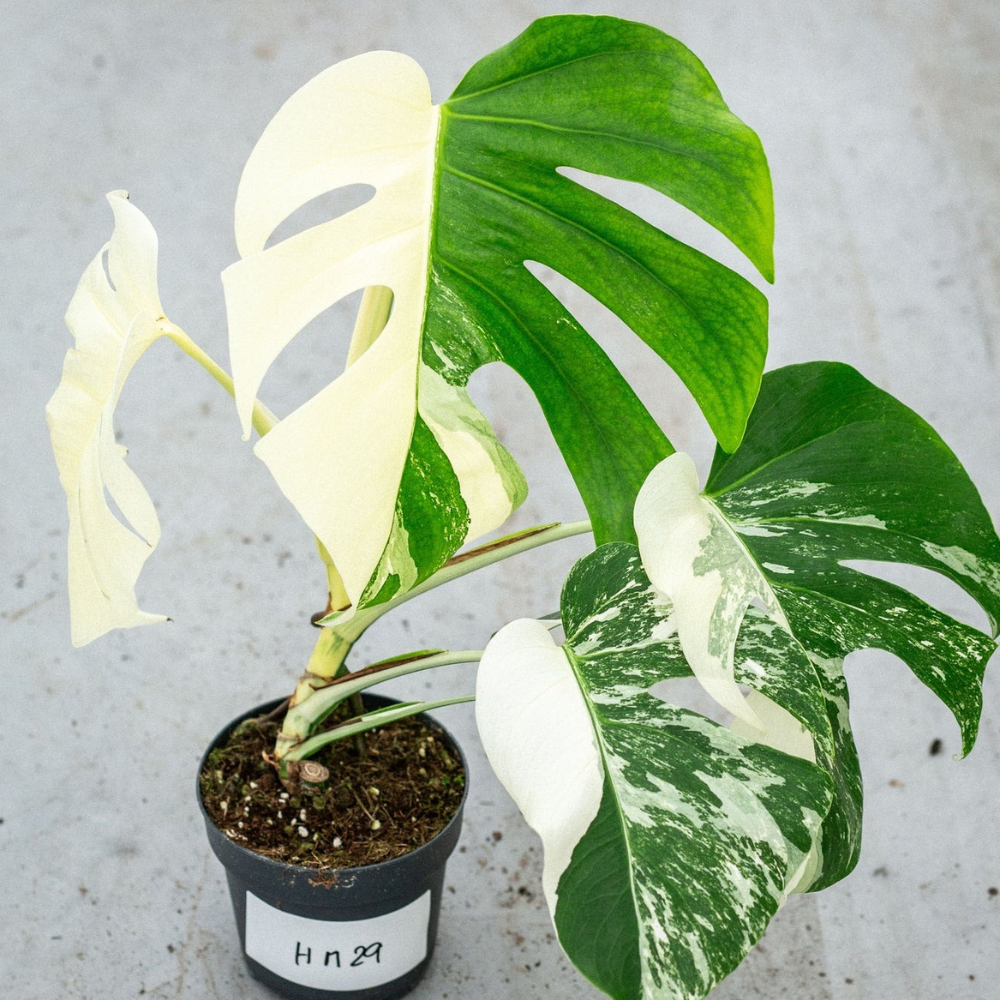 Monstera Half Moon Plant Part 2