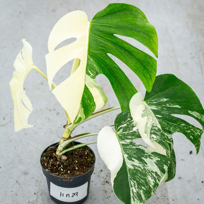 Monstera Half Moon Plant Part 2