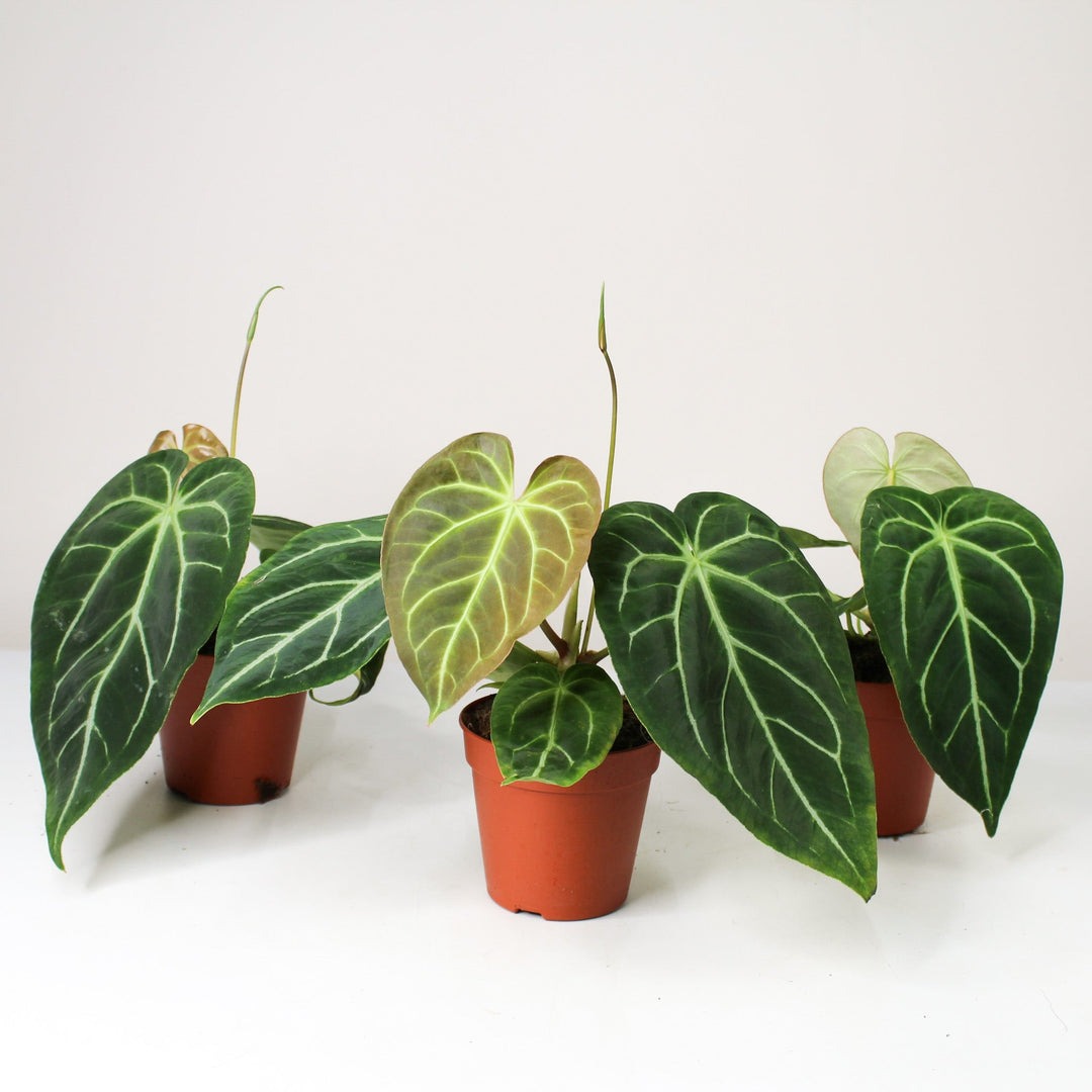 Anthurium Regale Rare Plant with Pot