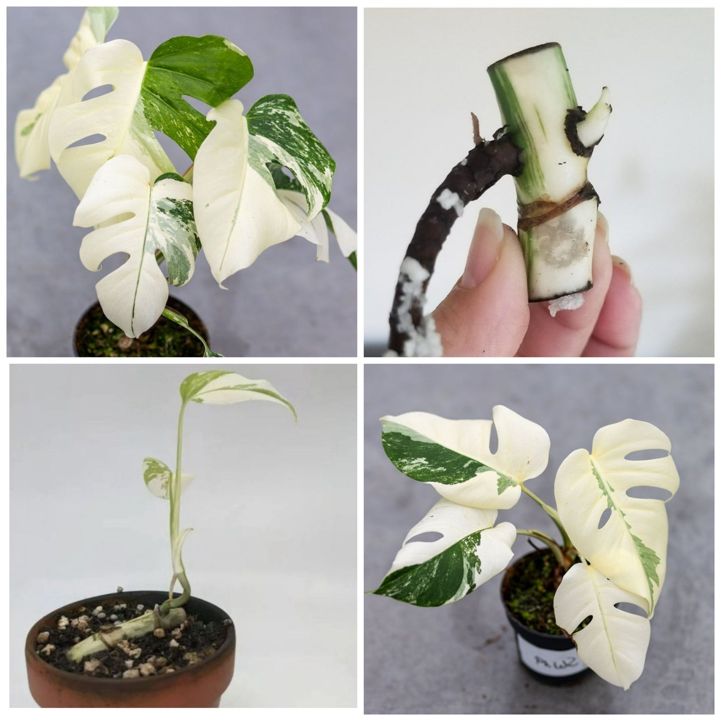 Monstera Albo High Variegated Cutting