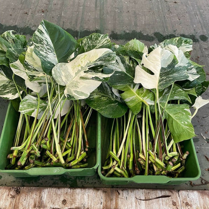 Monstera Albo High Variegated Cutting