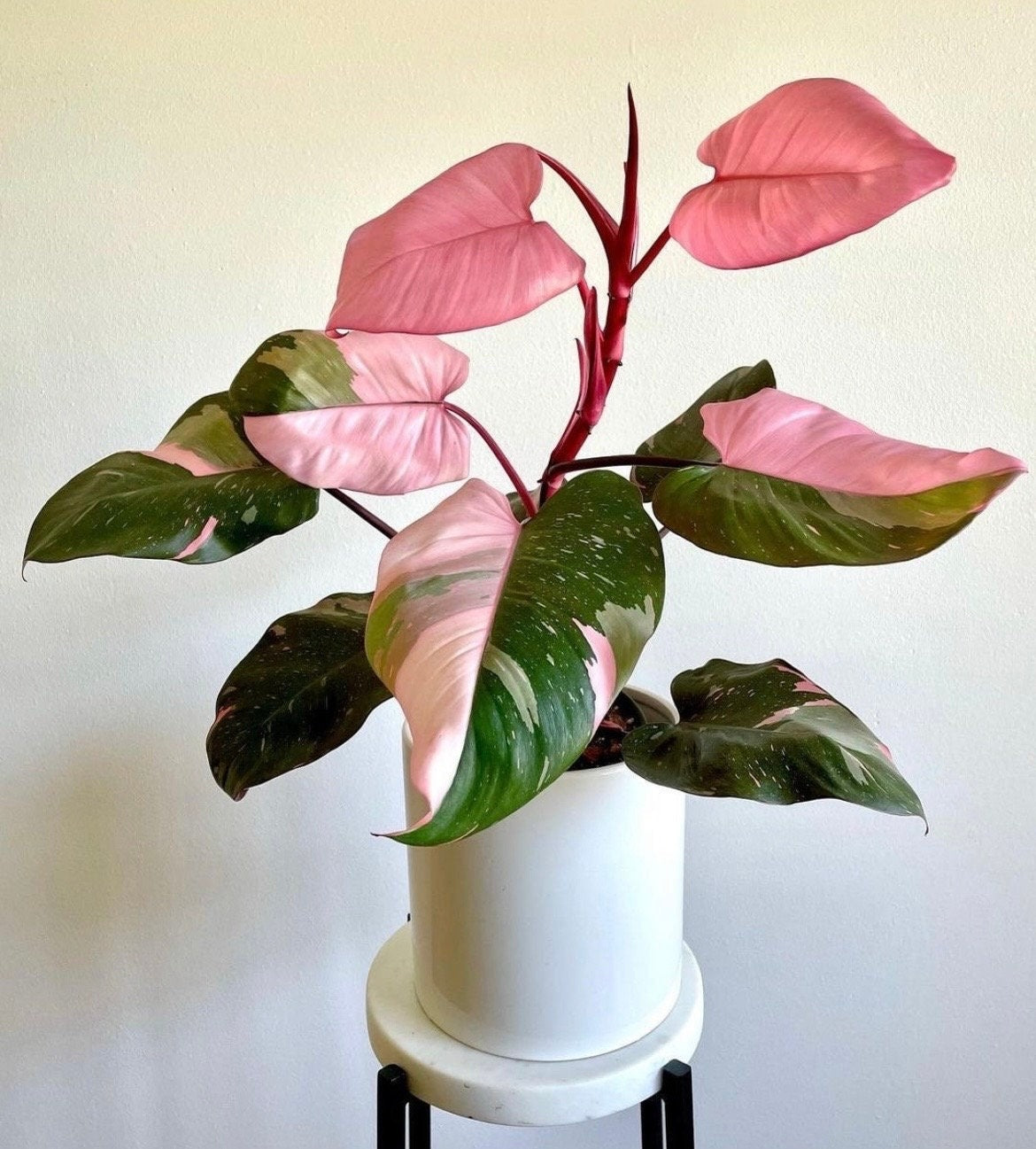Monstera & Pink Princess Arrived today