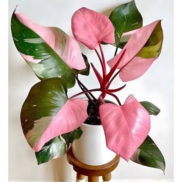 Monstera & Pink Princess Arrived today
