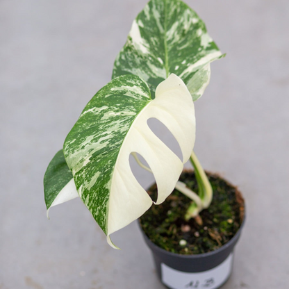 Monstera Half Moon White Albo Plant with Pot