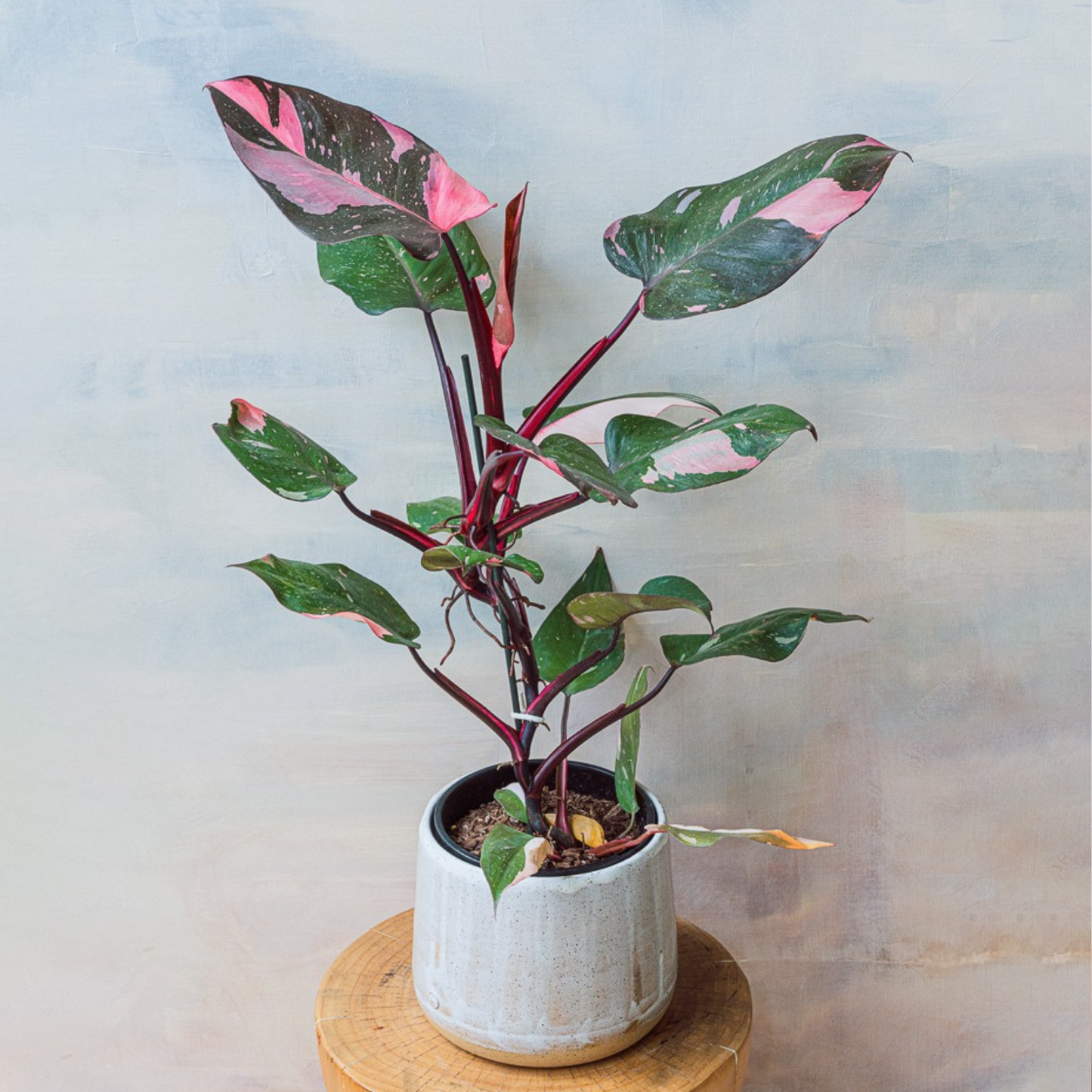Philodendron Galaxy Marble Pink Princess Variegated
