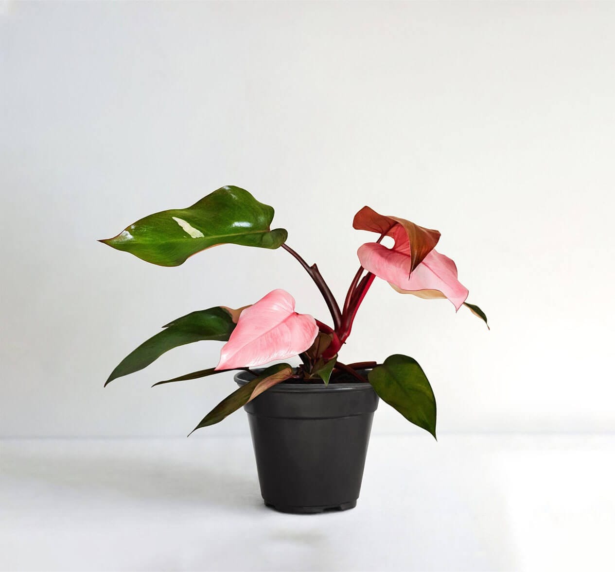 Monstera & Pink Princess Arrived today