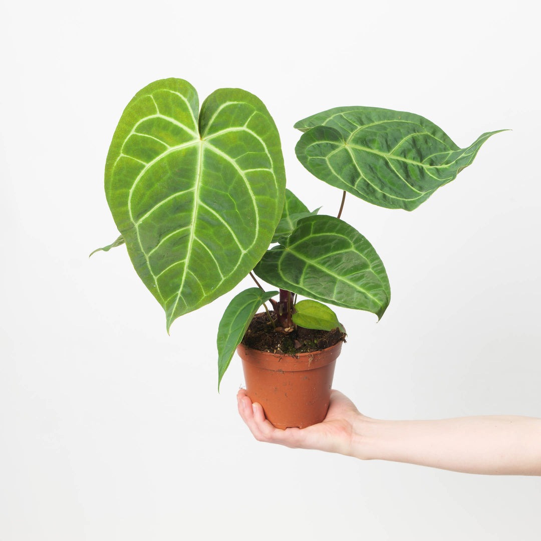 Anthurium Regale Rare Plant with Pot