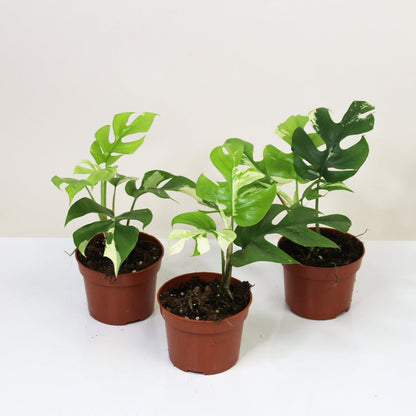 Mini Monstera Rhaphidophora Tetrasperma Variegata