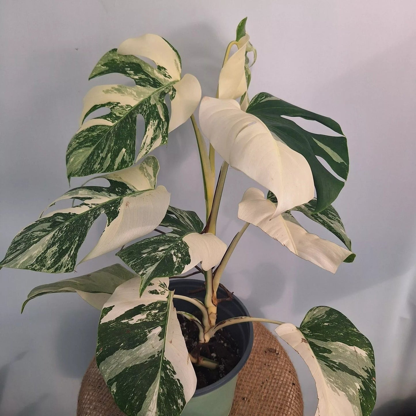 Monstera Albo High Variegated Plant
