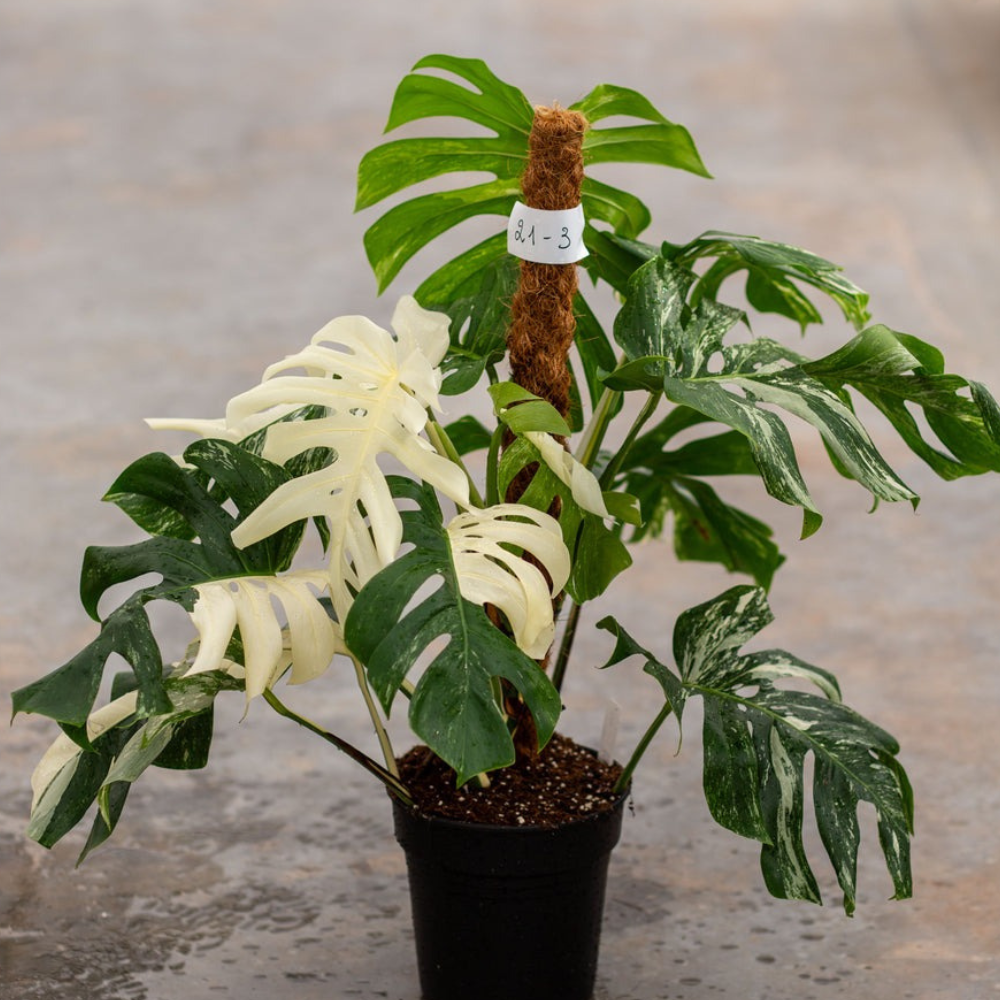 Monstera Albo Variegated Plant with Pot