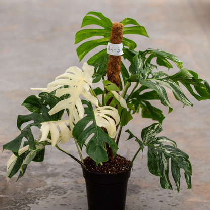Monstera Albo Variegated Plant with Pot