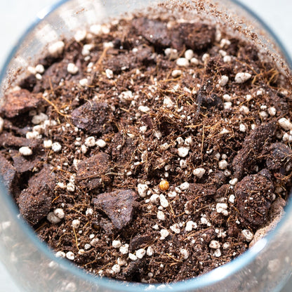 Chunky Funky mix for aroids 25L +