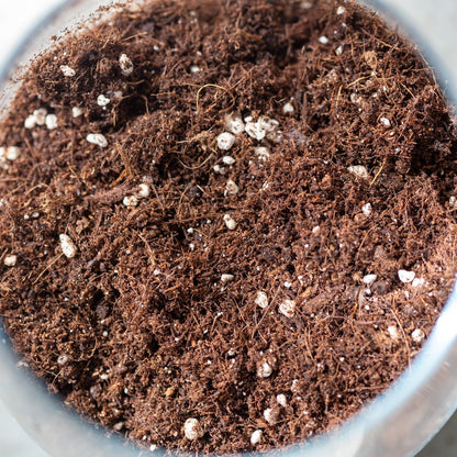 Premium Mix for aroids 25L