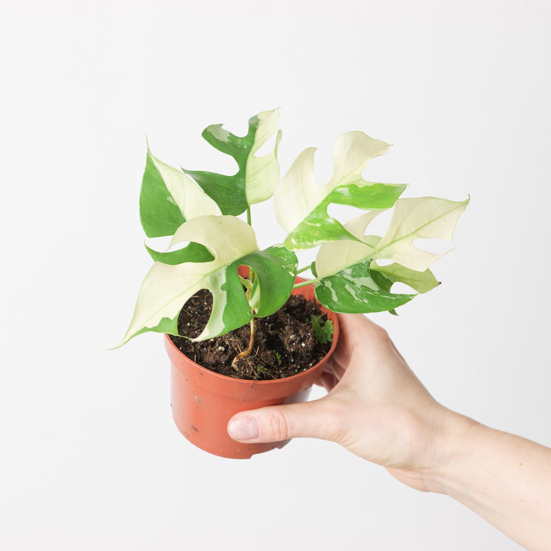 Mini Monstera Rhaphidophora Tetrasperma Variegata