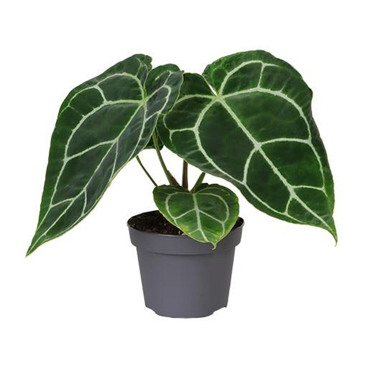 Anthurium Regale Rare Plant with Pot