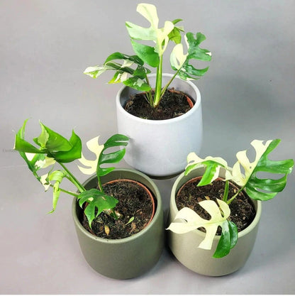 Mini Monstera Rhaphidophora Tetrasperma Variegata